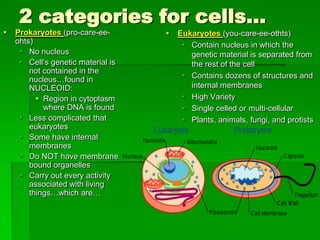 2 categories for cells…
   Prokaryotes (pro-care-ee-          Eukaryotes (you-care-ee-othts)
    ohts)                                 Contain nucleus in which the
      No nucleus                          genetic material is separated from
      Cell’s genetic material is          the rest of the cell
        not contained in the
        nucleus…found in                  Contains dozens of structures and
        NUCLEOID:                          internal membranes
           Region in cytoplasm           High Variety
            where DNA is found            Single celled or multi-cellular
      Less complicated that              Plants, animals, fungi, and protists
        eukaryotes
      Some have internal
        membranes
      Do NOT have membrane
        bound organelles
      Carry out every activity
        associated with living
        things…which are…
 