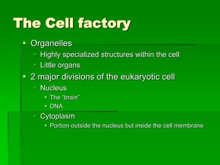 The Cell factory
  Organelles
     Highly specialized structures within the cell
     Little organs
  2 major divisions of the eukaryotic cell
     Nucleus
        The “brain”
        DNA
     Cytoplasm
        Portion outside the nucleus but inside the cell membrane
 