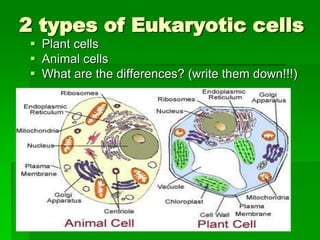 2 types of Eukaryotic cells
  Plant cells
  Animal cells
  What are the differences? (write them down!!!)
 