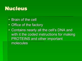 Nucleus

  Brain of the cell
  Office of the factory
  Contains nearly all the cell’s DNA and
   with it the coded instructions for making
   PROTEINS and other important
   molecules
 