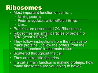 Ribosomes
  Most important function of cell is…
     Making proteins
     Proteins regulate a zillion different things
     Like…
  Proteins are assembled ON Ribosomes
  Ribosomes are small particles of protein &
   RNA (what’s RNA?)
  They follow instructions from the nucleus to
   make proteins…follow the orders from the
   “head haunchos” in the main office
  Scattered throughout the cell
  They are like little factories
  If a cell’s main function is making proteins, how
   many ribosomes are you going to have?
 