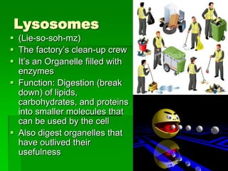 Lysosomes
 (Lie-so-soh-mz)
 The factory’s clean-up crew
 It’s an Organelle filled with
  enzymes
 Function: Digestion (break
  down) of lipids,
  carbohydrates, and proteins
  into smaller molecules that
  can be used by the cell
 Also digest organelles that
  have outlived their
  usefulness
 