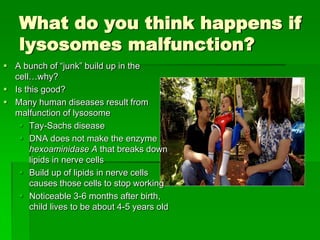 What do you think happens if
    lysosomes malfunction?
 A bunch of “junk” build up in the
  cell…why?
 Is this good?
 Many human diseases result from
  malfunction of lysosome
    Tay-Sachs disease
    DNA does not make the enzyme
      hexoaminidase A that breaks down
      lipids in nerve cells
    Build up of lipids in nerve cells
      causes those cells to stop working
    Noticeable 3-6 months after birth,
      child lives to be about 4-5 years old
 