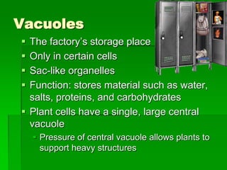 Vacuoles
 The factory’s storage place
 Only in certain cells
 Sac-like organelles
 Function: stores material such as water,
  salts, proteins, and carbohydrates
 Plant cells have a single, large central
  vacuole
     Pressure of central vacuole allows plants to
      support heavy structures
 