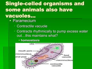 Single-celled organisms and
some animals also have
vacuoles…
  Paramecium
    Contractile vacuole
    Contracts rhythmically to pump excess water
     out…this maintains what?
      homeostasis
 