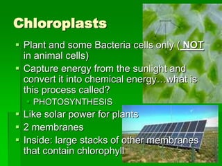Chloroplasts
 Plant and some Bacteria cells only ( NOT
  in animal cells)
 Capture energy from the sunlight and
  convert it into chemical energy…what is
  this process called?
   PHOTOSYNTHESIS
 Like solar power for plants
 2 membranes
 Inside: large stacks of other membranes
  that contain chlorophyll
 
