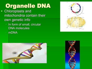 Organelle DNA
 Chloroplasts and
  mitochondria contain their
  own genetic info
   In form of small, circular
    DNA molecules
   mDNA
 