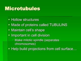 Microtubules

    Hollow structures
    Made of proteins called TUBULINS
    Maintain cell’s shape
    Important in cell division
      Make mitotic spindle (separates
       chromosomes)
  Help build projections from cell surface…
 