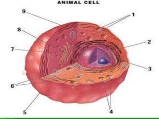 The cell factory ppt