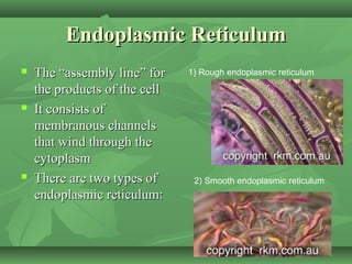 Endoplasmic Reticulum
   The “assembly line” for    1) Rough endoplasmic reticulum

    the products of the cell
   It consists of
    membranous channels
    that wind through the
    cytoplasm
   There are two types of      2) Smooth endoplasmic reticulum
    endoplasmic reticulum:
 