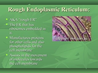 Rough Endoplasmic Reticulum:
   AKA “rough ER”
   The ER that has
    ribosomes embedded in
    it.
   Manufactures proteins
    for other cells and also
    phospholipids for the
    cell membrane
   Assists in the movement
    of molecules towards
    the cell membrane
 