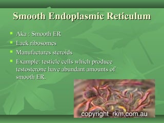 Smooth Endoplasmic Reticulum
   Aka : Smooth ER
   Lack ribosomes
   Manufactures steroids
   Example: testicle cells which produce
    testosterone have abundant amounts of
    smooth ER.
 