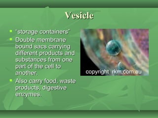 Vesicle
   “storage containers”
   Double membrane
    bound sacs carrying
    different products and
    substances from one
    part of the cell to
    another.
   Also carry food, waste
    products, digestive
    enzymes.
 