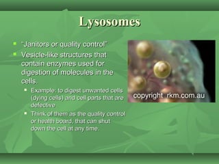 Lysosomes
   “Janitors or quality control”
   Vesicle-like structures that
    contain enzymes used for
    digestion of molecules in the
    cells.
       Example: to digest unwanted cells
        (dying cells) and cell parts that are
        defective
       Think of them as the quality control
        or health board, that can shut
        down the cell at any time.
 