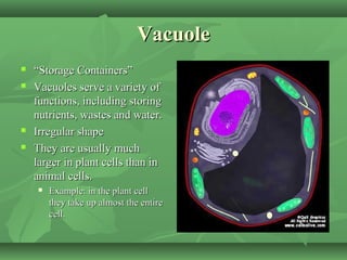 Vacuole
   “Storage Containers”
   Vacuoles serve a variety of
    functions, including storing
    nutrients, wastes and water.
   Irregular shape
   They are usually much
    larger in plant cells than in
    animal cells.
       Example: in the plant cell
        they take up almost the entire
        cell.
 