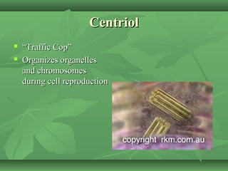 Centriol
   “Traffic Cop”
   Organizes organelles
    and chromosomes
    during cell reproduction
 