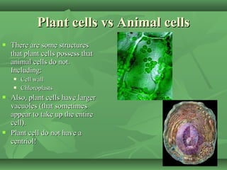 Plant cells vs Animal cells
   There are some structures
    that plant cells possess that
    animal cells do not.
    Including:
       Cell wall
       Chloroplasts
   Also, plant cells have larger
    vacuoles (that sometimes
    appear to take up the entire
    cell).
   Plant cell do not have a
    centriol!
 