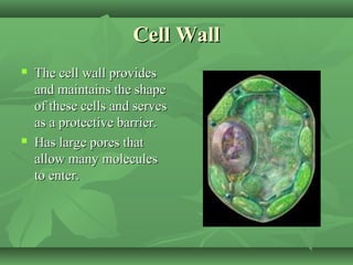 Cell Wall
   The cell wall provides
    and maintains the shape
    of these cells and serves
    as a protective barrier.
   Has large pores that
    allow many molecules
    to enter.
 