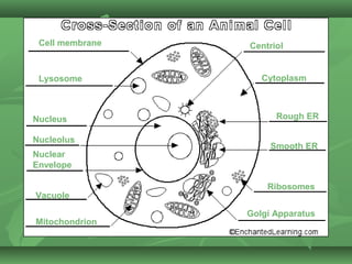 Cell membrane   Centriol


 Lysosome           Cytoplasm



Nucleus                Rough ER

Nucleolus
                      Smooth ER
Nuclear
Envelope

                     Ribosomes
Vacuole

                 Golgi Apparatus
Mitochondrion
 