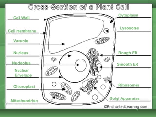 Cytoplasm
  Cell Wall

                      Lysosome
Cell membrane

  Vacuole


  Nucleus            Rough ER

 Nucleolus          Smooth ER
   Nuclear
   Envelope

  Chloroplast        Ribosomes


                 Golgi Apparatus
 Mitochondrion
 