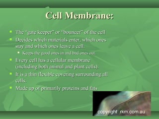 Cell Membrane:
   The “gate keeper” or “bouncer” of the cell
   Decides which materials enter, which ones
    stay and which ones leave a cell.
       Keeps the good ones in and bad ones out.
   Every cell has a cellular membrane
    (including both animal and plant cells).
   It is a thin flexible covering surrounding all
    cells.
   Made up of primarily proteins and fats
 
