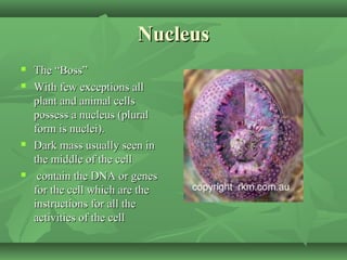 Nucleus
   The “Boss”
   With few exceptions all
    plant and animal cells
    possess a nucleus (plural
    form is nuclei).
   Dark mass usually seen in
    the middle of the cell
    contain the DNA or genes
    for the cell which are the
    instructions for all the
    activities of the cell
 