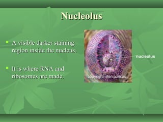Nucleolus

   A visible darker staining
    region inside the nucleus.
                                   nucleolus

   It is where RNA and
    ribosomes are made.
 