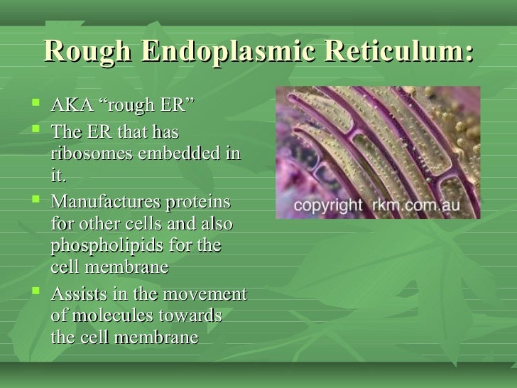 endoplasmic reticulum analogy
