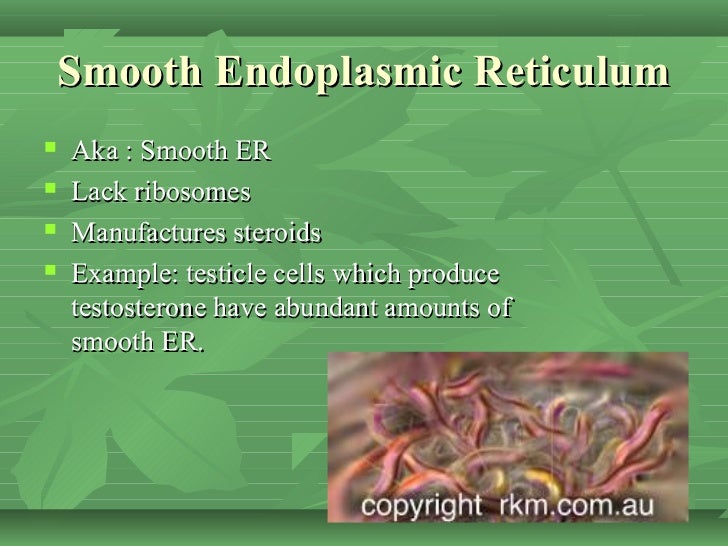 endoplasmic reticulum analogy