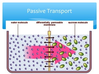 Passive Transport
 