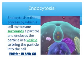 Endocytosis:
∗ Endocytosis = the
  process by which a
  cell membrane
  surrounds a particle
  and encloses the
  particle in a vesicle
  to bring the particle
  into the cell
  ENDO = IN and GO
 