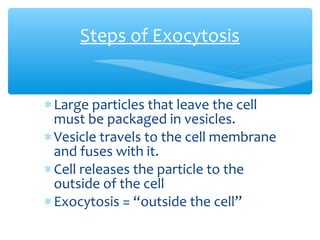 Steps of Exocytosis


∗ Large particles that leave the cell
  must be packaged in vesicles.
∗ Vesicle travels to the cell membrane
  and fuses with it.
∗ Cell releases the particle to the
  outside of the cell
∗ Exocytosis = “outside the cell”
 