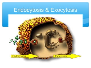 Endocytosis & Exocytosis
 