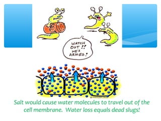 Salt would cause water molecules to travel out of the
    cell membrane. Water loss equals dead slugs!
 