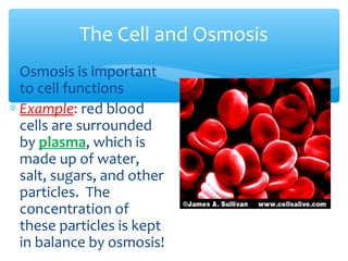 The Cell and Osmosis
∗ Osmosis is important
  to cell functions
∗ Example: red blood
  cells are surrounded
  by plasma, which is
  made up of water,
  salt, sugars, and other
  particles. The
  concentration of
  these particles is kept
  in balance by osmosis!
 