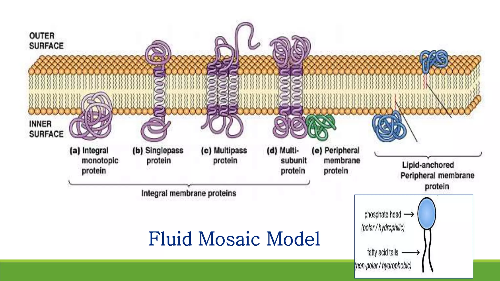 Fluid Mosaic Model
 