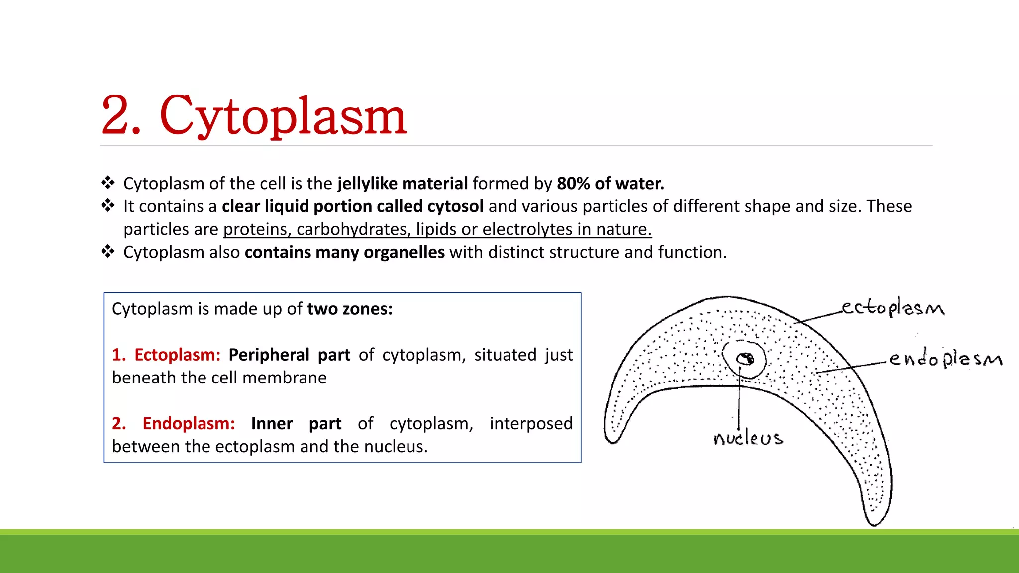 2. Cytoplasm
 Cytoplasm of the cell is the jellylike material formed by 80% of water.
 It contains a clear liquid portion called cytosol and various particles of different shape and size. These
particles are proteins, carbohydrates, lipids or electrolytes in nature.
 Cytoplasm also contains many organelles with distinct structure and function.
Cytoplasm is made up of two zones:
1. Ectoplasm: Peripheral part of cytoplasm, situated just
beneath the cell membrane
2. Endoplasm: Inner part of cytoplasm, interposed
between the ectoplasm and the nucleus.
 