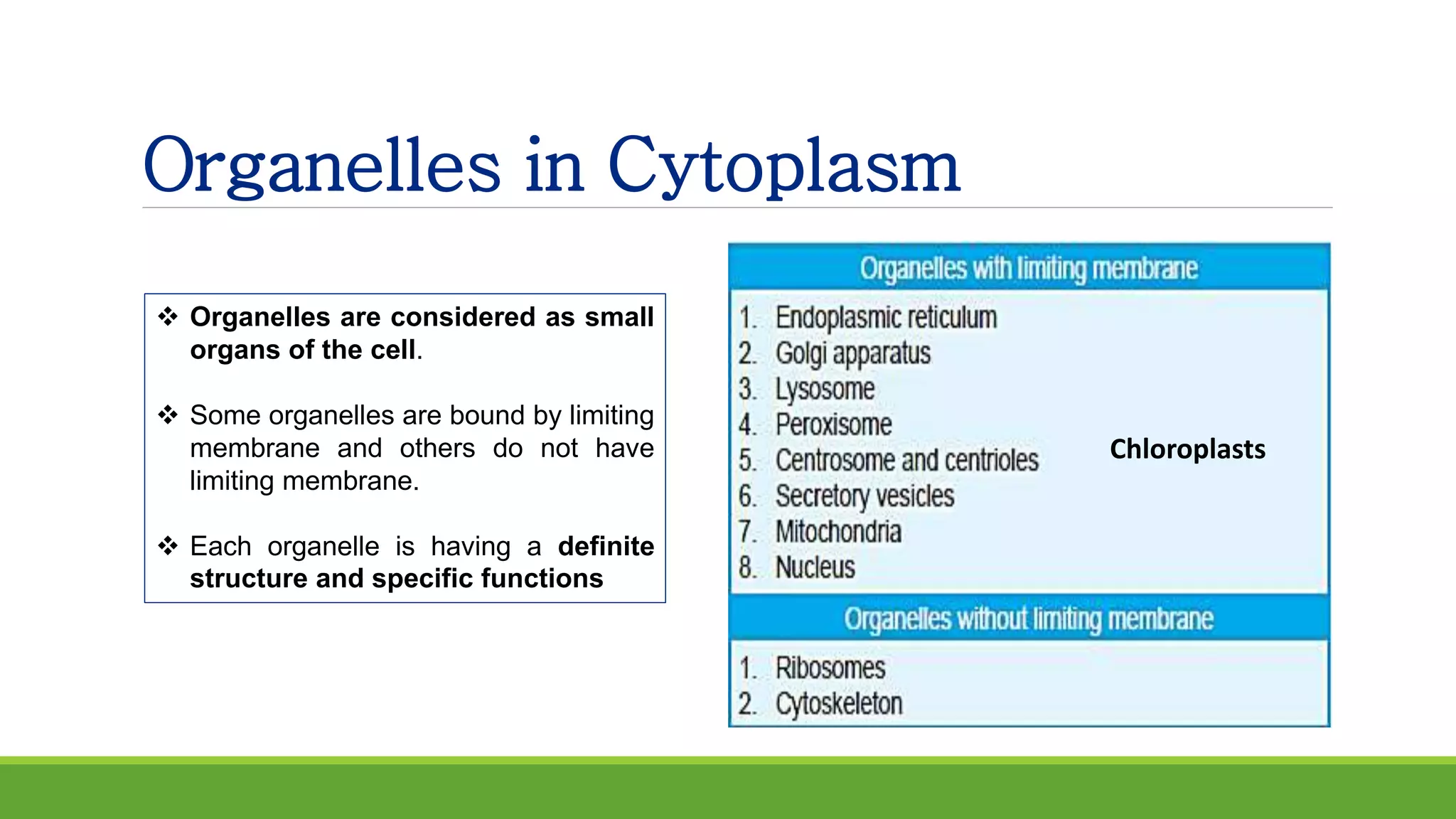 Organelles in Cytoplasm
 Organelles are considered as small
organs of the cell.
 Some organelles are bound by limiting
membrane and others do not have
limiting membrane.
 Each organelle is having a definite
structure and specific functions
Chloroplasts
 