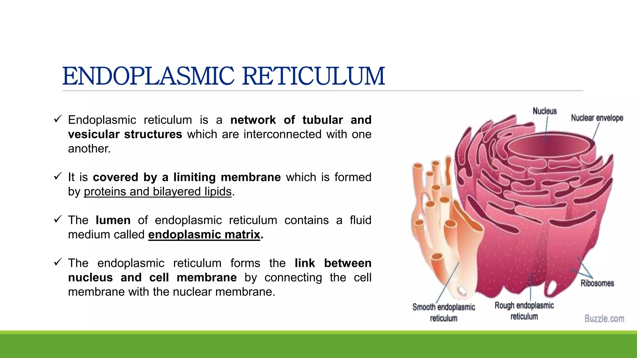  Endoplasmic reticulum is a network of tubular and
vesicular structures which are interconnected with one
another.
 It is covered by a limiting membrane which is formed
by proteins and bilayered lipids.
 The lumen of endoplasmic reticulum contains a fluid
medium called endoplasmic matrix.
 The endoplasmic reticulum forms the link between
nucleus and cell membrane by connecting the cell
membrane with the nuclear membrane.
ENDOPLASMIC RETICULUM
 