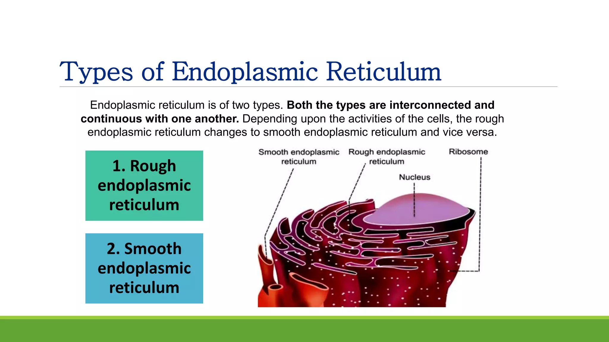Types of Endoplasmic Reticulum
Endoplasmic reticulum is of two types. Both the types are interconnected and
continuous with one another. Depending upon the activities of the cells, the rough
endoplasmic reticulum changes to smooth endoplasmic reticulum and vice versa.
1. Rough
endoplasmic
reticulum
2. Smooth
endoplasmic
reticulum
 