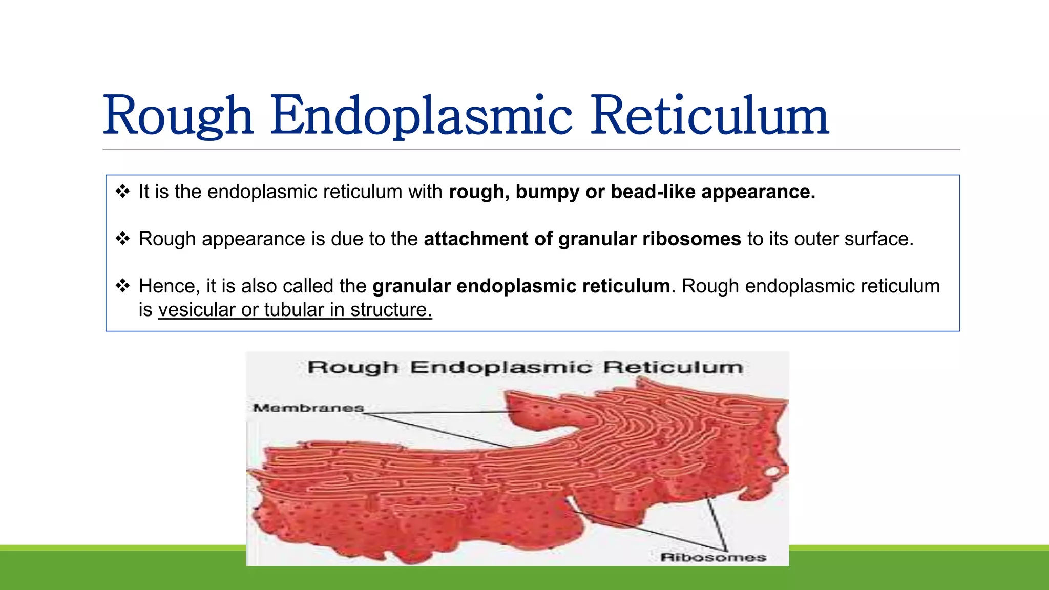 Rough Endoplasmic Reticulum
 It is the endoplasmic reticulum with rough, bumpy or bead-like appearance.
 Rough appearance is due to the attachment of granular ribosomes to its outer surface.
 Hence, it is also called the granular endoplasmic reticulum. Rough endoplasmic reticulum
is vesicular or tubular in structure.
 