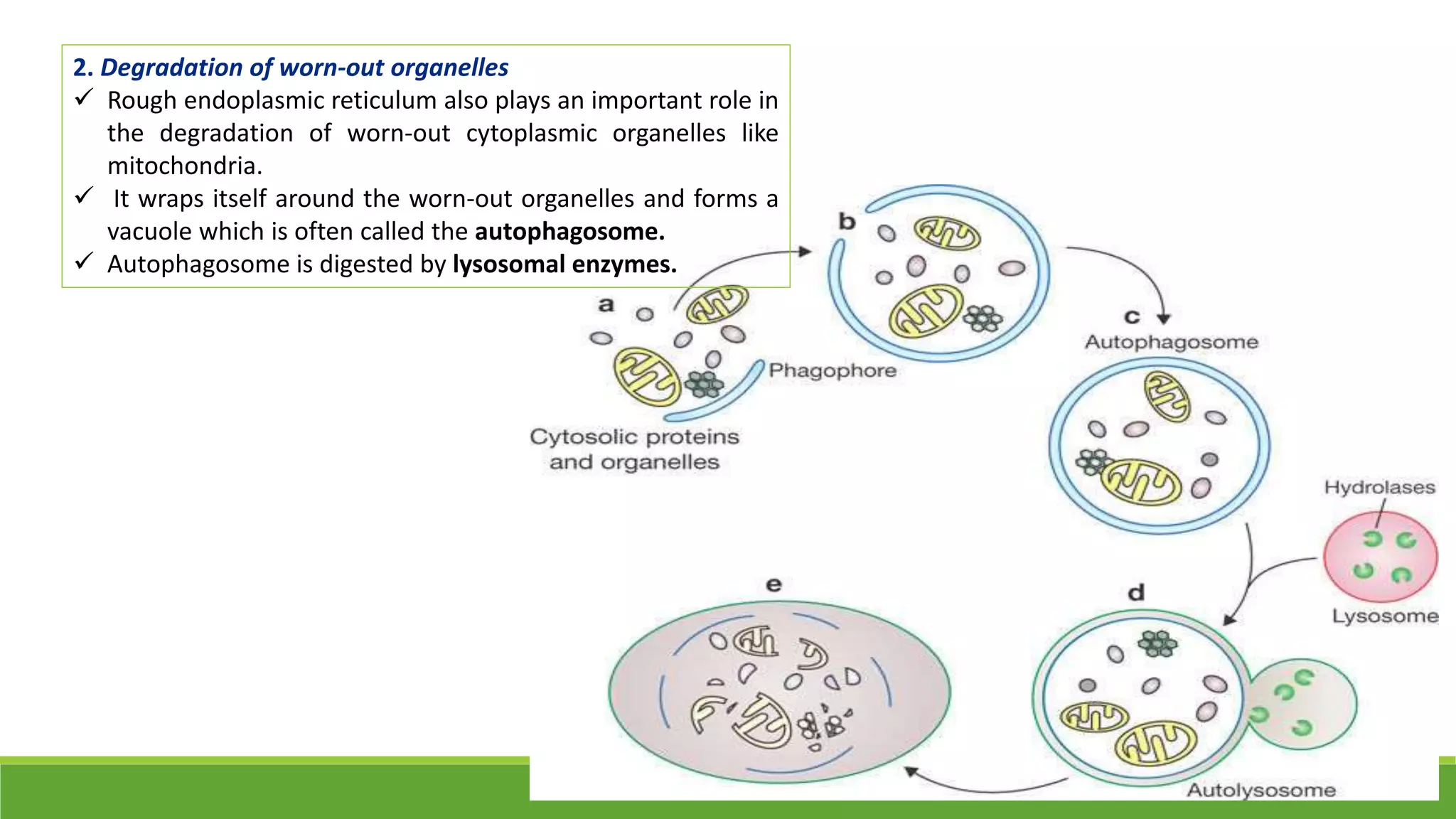 2. Degradation of worn-out organelles
 Rough endoplasmic reticulum also plays an important role in
the degradation of worn-out cytoplasmic organelles like
mitochondria.
 It wraps itself around the worn-out organelles and forms a
vacuole which is often called the autophagosome.
 Autophagosome is digested by lysosomal enzymes.
 