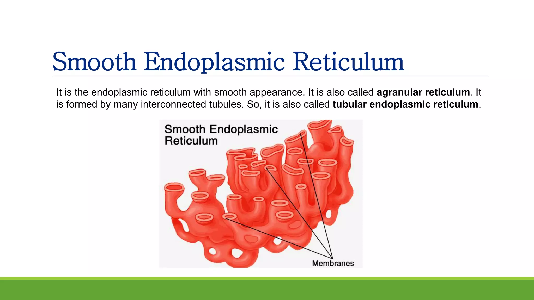 Smooth Endoplasmic Reticulum
It is the endoplasmic reticulum with smooth appearance. It is also called agranular reticulum. It
is formed by many interconnected tubules. So, it is also called tubular endoplasmic reticulum.
 