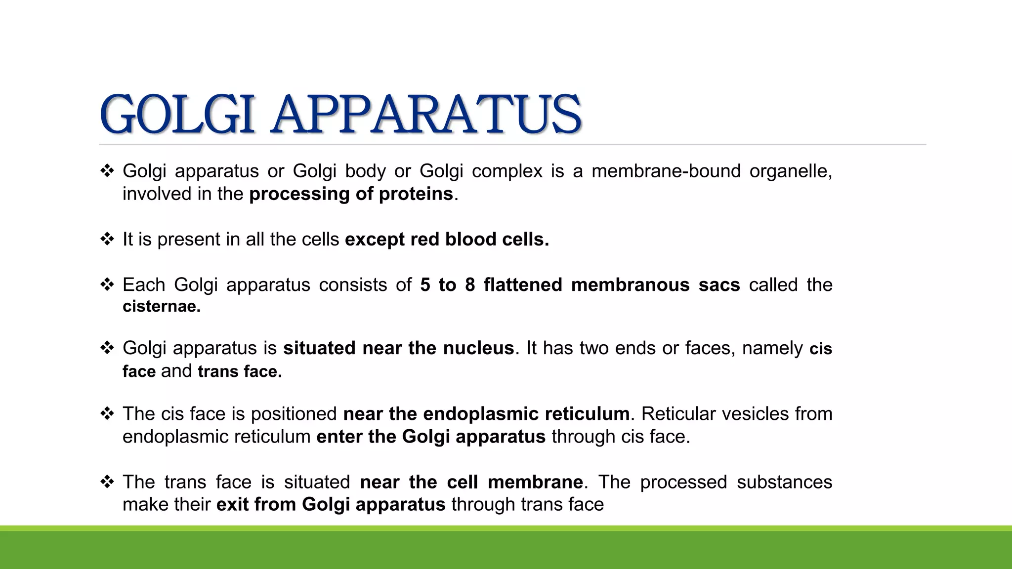 GOLGI APPARATUS
 Golgi apparatus or Golgi body or Golgi complex is a membrane-bound organelle,
involved in the processing of proteins.
 It is present in all the cells except red blood cells.
 Each Golgi apparatus consists of 5 to 8 flattened membranous sacs called the
cisternae.
 Golgi apparatus is situated near the nucleus. It has two ends or faces, namely cis
face and trans face.
 The cis face is positioned near the endoplasmic reticulum. Reticular vesicles from
endoplasmic reticulum enter the Golgi apparatus through cis face.
 The trans face is situated near the cell membrane. The processed substances
make their exit from Golgi apparatus through trans face
 