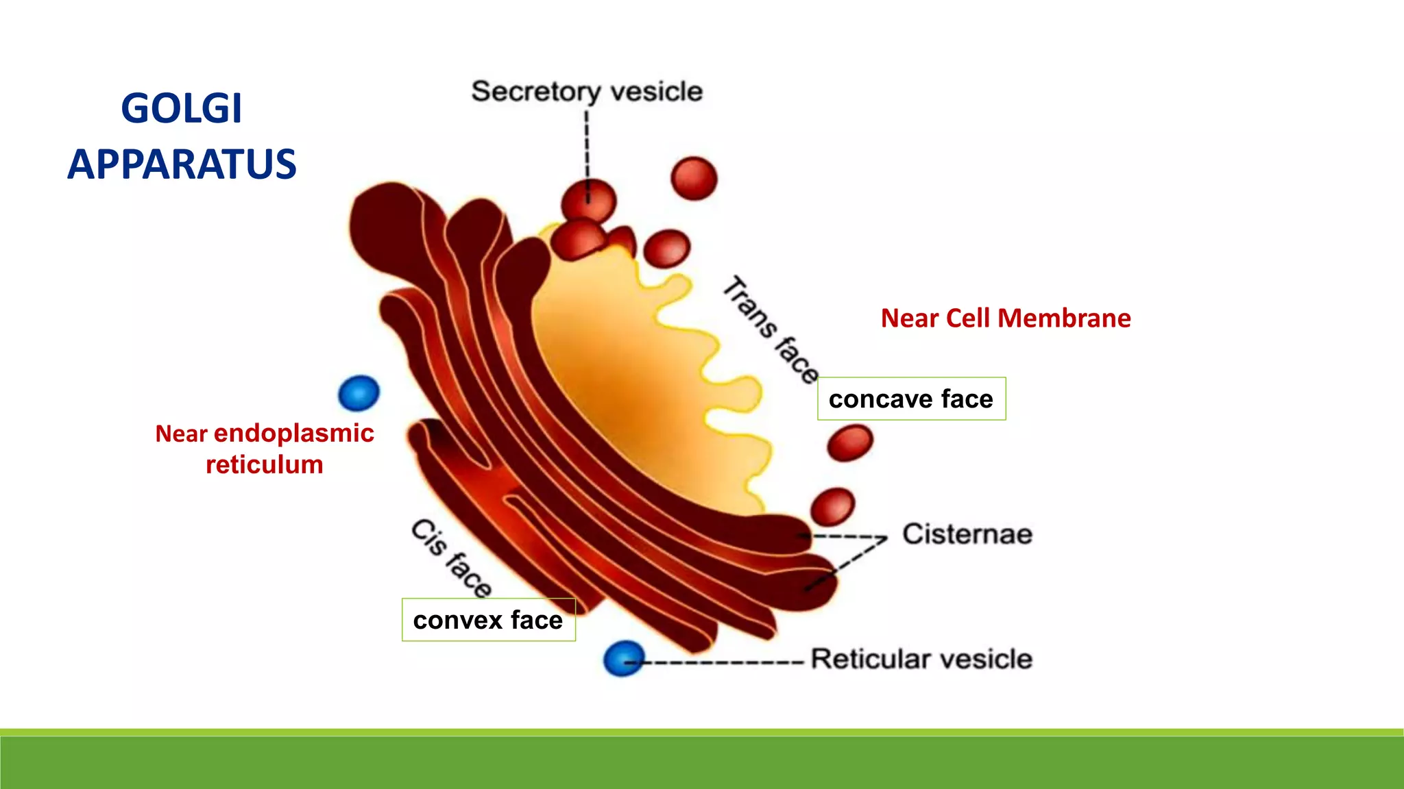 Near endoplasmic
reticulum
Near Cell Membrane
GOLGI
APPARATUS
concave face
convex face
 
