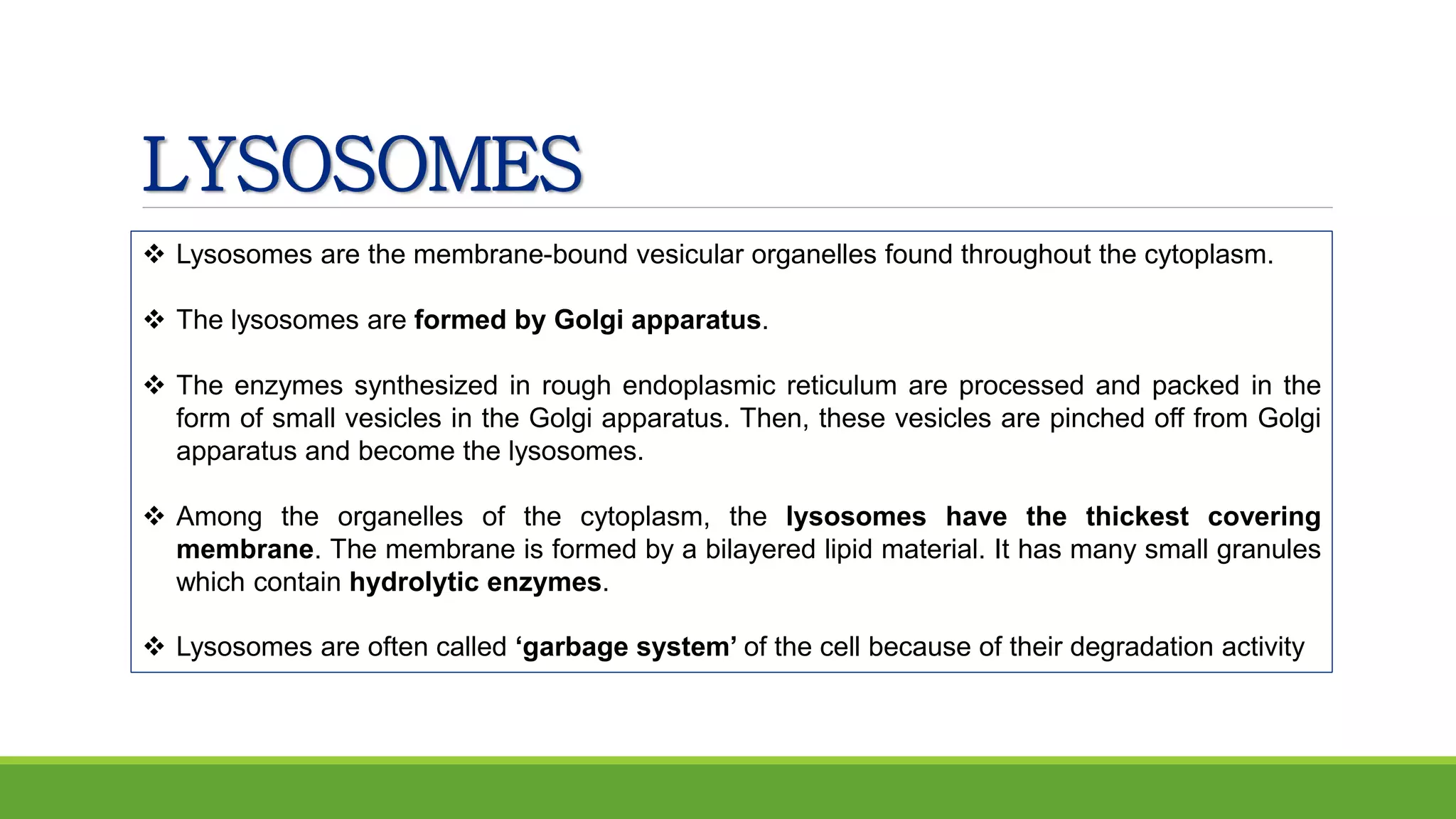LYSOSOMES
 Lysosomes are the membrane-bound vesicular organelles found throughout the cytoplasm.
 The lysosomes are formed by Golgi apparatus.
 The enzymes synthesized in rough endoplasmic reticulum are processed and packed in the
form of small vesicles in the Golgi apparatus. Then, these vesicles are pinched off from Golgi
apparatus and become the lysosomes.
 Among the organelles of the cytoplasm, the lysosomes have the thickest covering
membrane. The membrane is formed by a bilayered lipid material. It has many small granules
which contain hydrolytic enzymes.
 Lysosomes are often called ‘garbage system’ of the cell because of their degradation activity
 