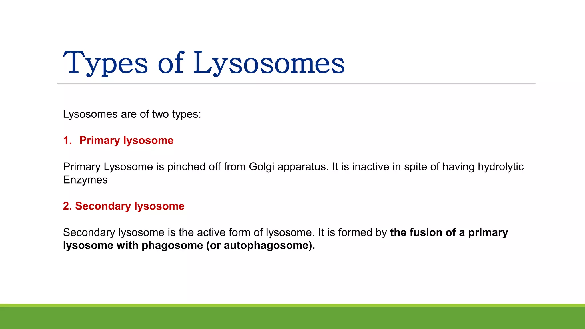 Types of Lysosomes
Lysosomes are of two types:
1. Primary lysosome
Primary Lysosome is pinched off from Golgi apparatus. It is inactive in spite of having hydrolytic
Enzymes
2. Secondary lysosome
Secondary lysosome is the active form of lysosome. It is formed by the fusion of a primary
lysosome with phagosome (or autophagosome).
 