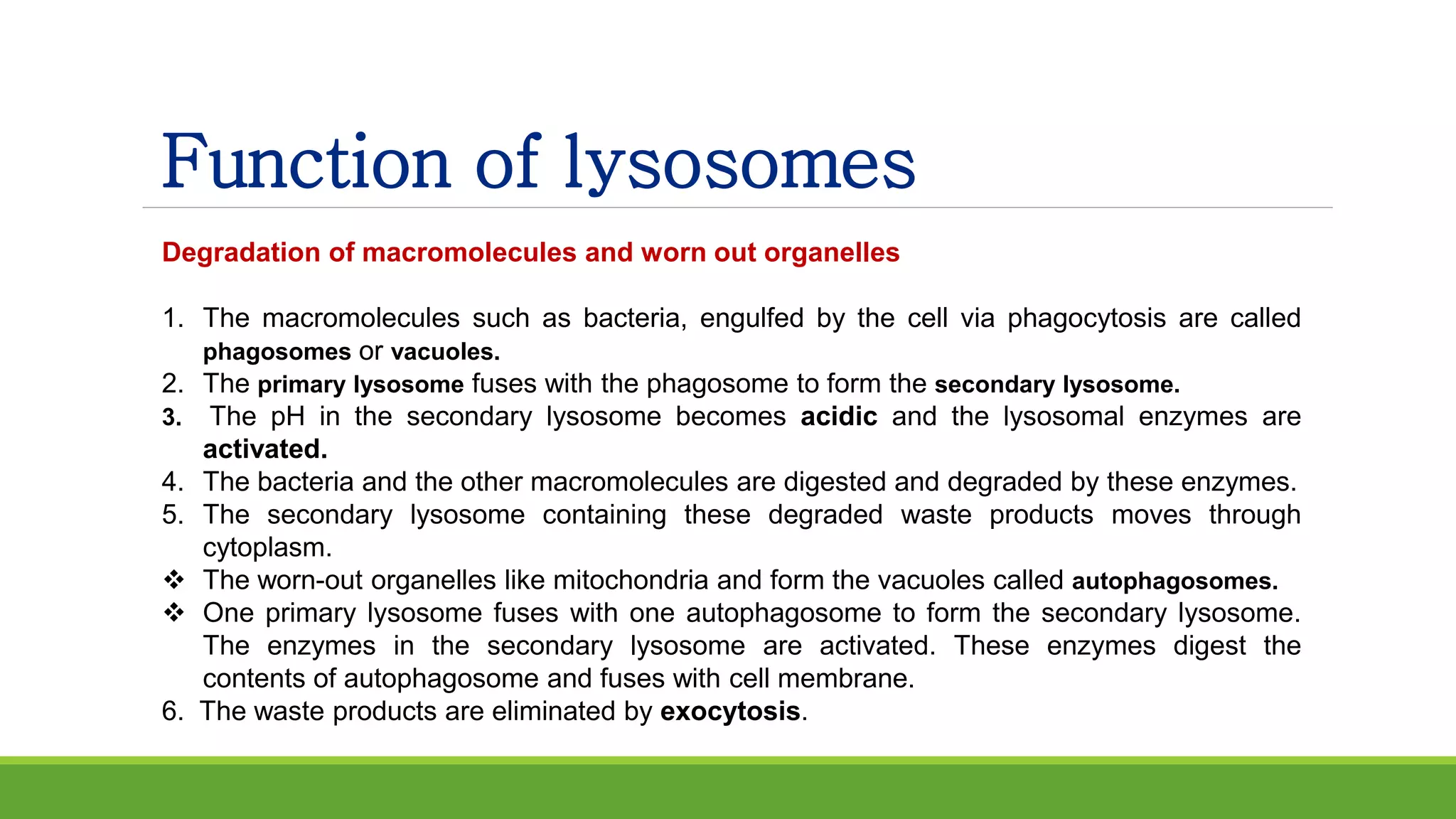 Function of lysosomes
Degradation of macromolecules and worn out organelles
1. The macromolecules such as bacteria, engulfed by the cell via phagocytosis are called
phagosomes or vacuoles.
2. The primary lysosome fuses with the phagosome to form the secondary lysosome.
3. The pH in the secondary lysosome becomes acidic and the lysosomal enzymes are
activated.
4. The bacteria and the other macromolecules are digested and degraded by these enzymes.
5. The secondary lysosome containing these degraded waste products moves through
cytoplasm.
 The worn-out organelles like mitochondria and form the vacuoles called autophagosomes.
 One primary lysosome fuses with one autophagosome to form the secondary lysosome.
The enzymes in the secondary lysosome are activated. These enzymes digest the
contents of autophagosome and fuses with cell membrane.
6. The waste products are eliminated by exocytosis.
 