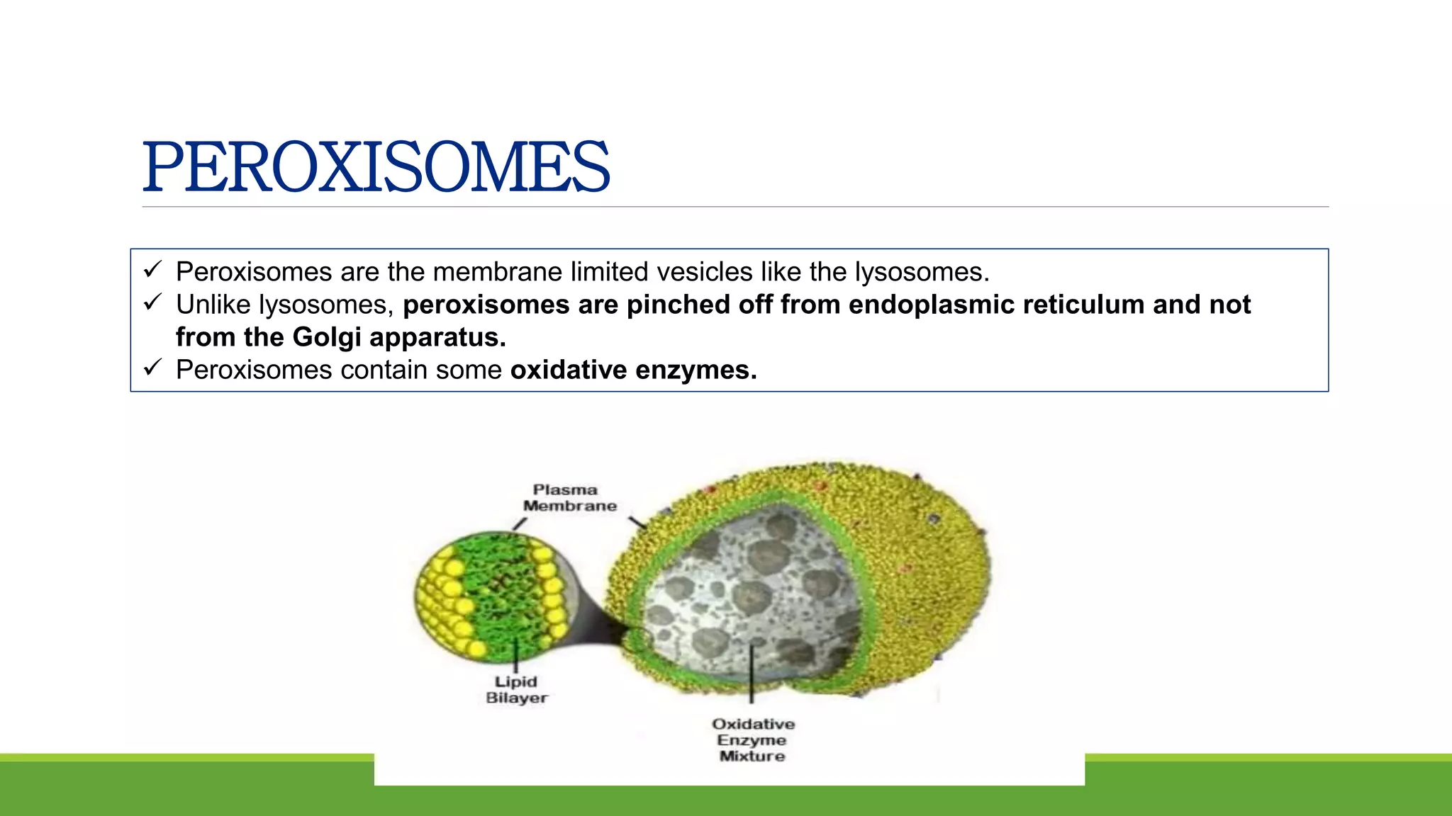 PEROXISOMES
 Peroxisomes are the membrane limited vesicles like the lysosomes.
 Unlike lysosomes, peroxisomes are pinched off from endoplasmic reticulum and not
from the Golgi apparatus.
 Peroxisomes contain some oxidative enzymes.
 