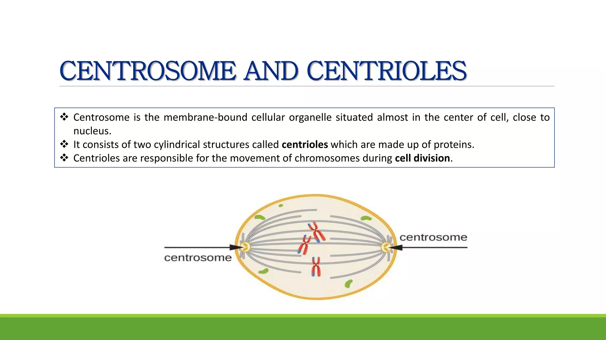 CENTROSOME AND CENTRIOLES
 Centrosome is the membrane-bound cellular organelle situated almost in the center of cell, close to
nucleus.
 It consists of two cylindrical structures called centrioles which are made up of proteins.
 Centrioles are responsible for the movement of chromosomes during cell division.
 